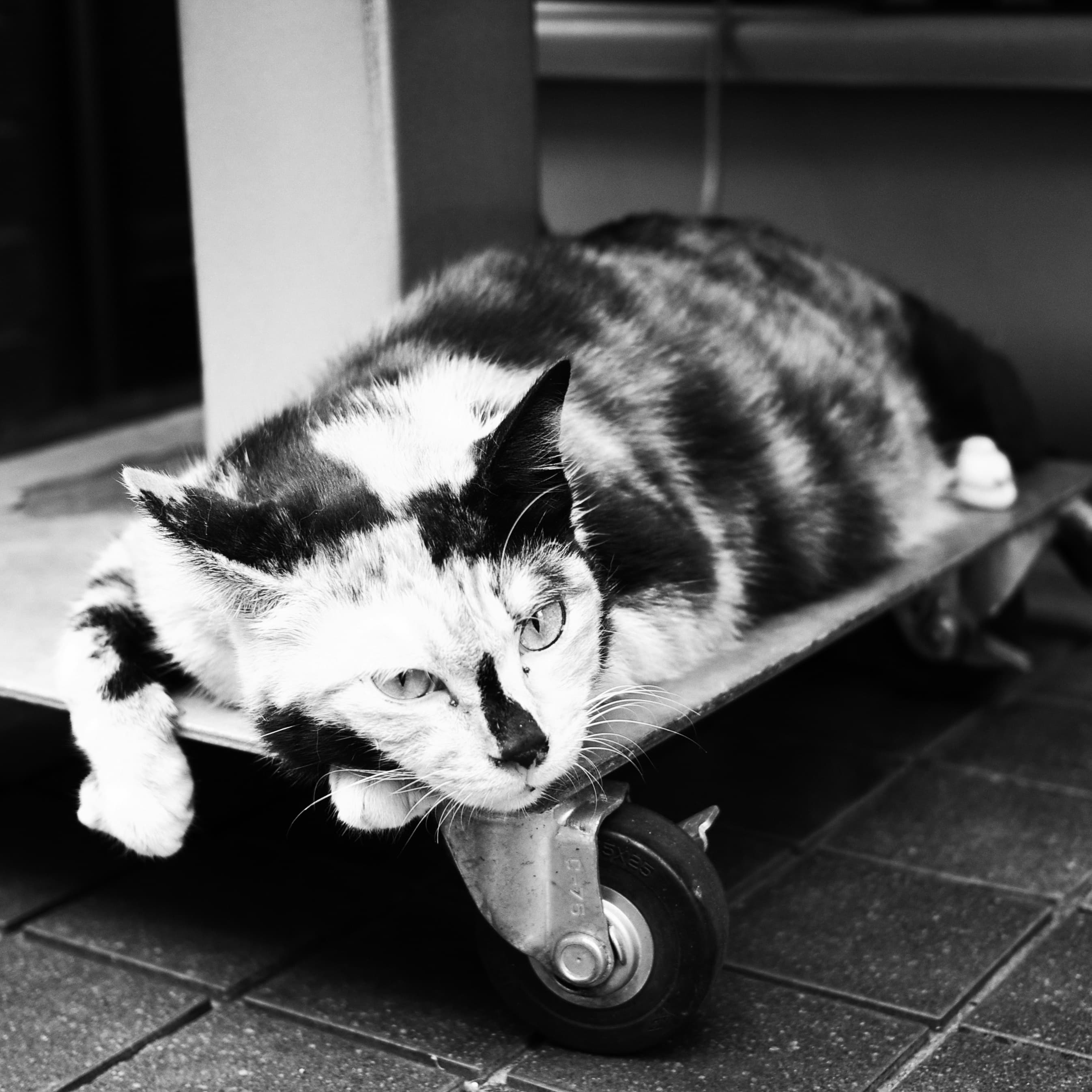 Cats